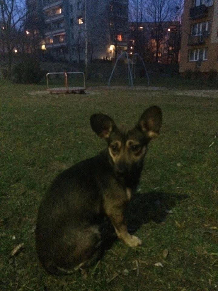Uszi, 5yo Mixed Breed for adoption at Fundacja Jestem Głosem Tych Co Nie Mówią