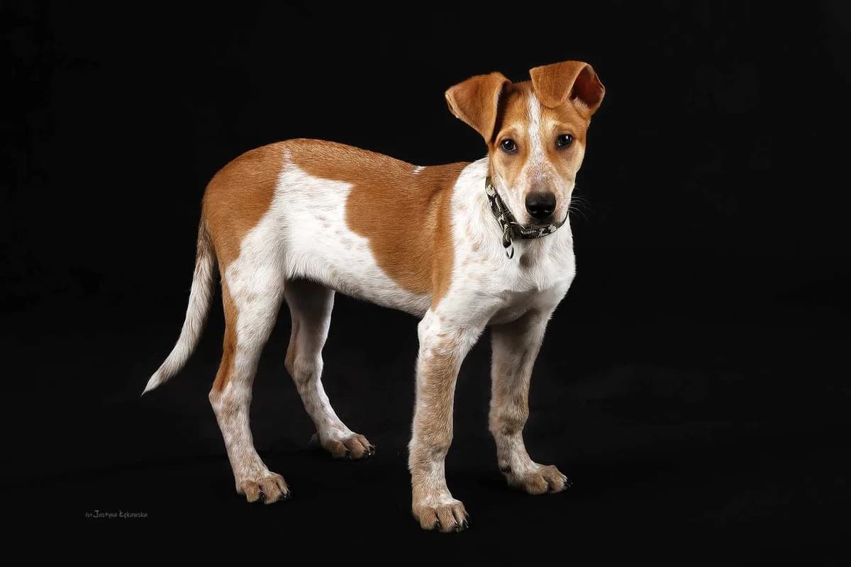 Wega, puppy Mixed Breed for adoption at Fundacja Jestem Głosem Tych Co Nie Mówią