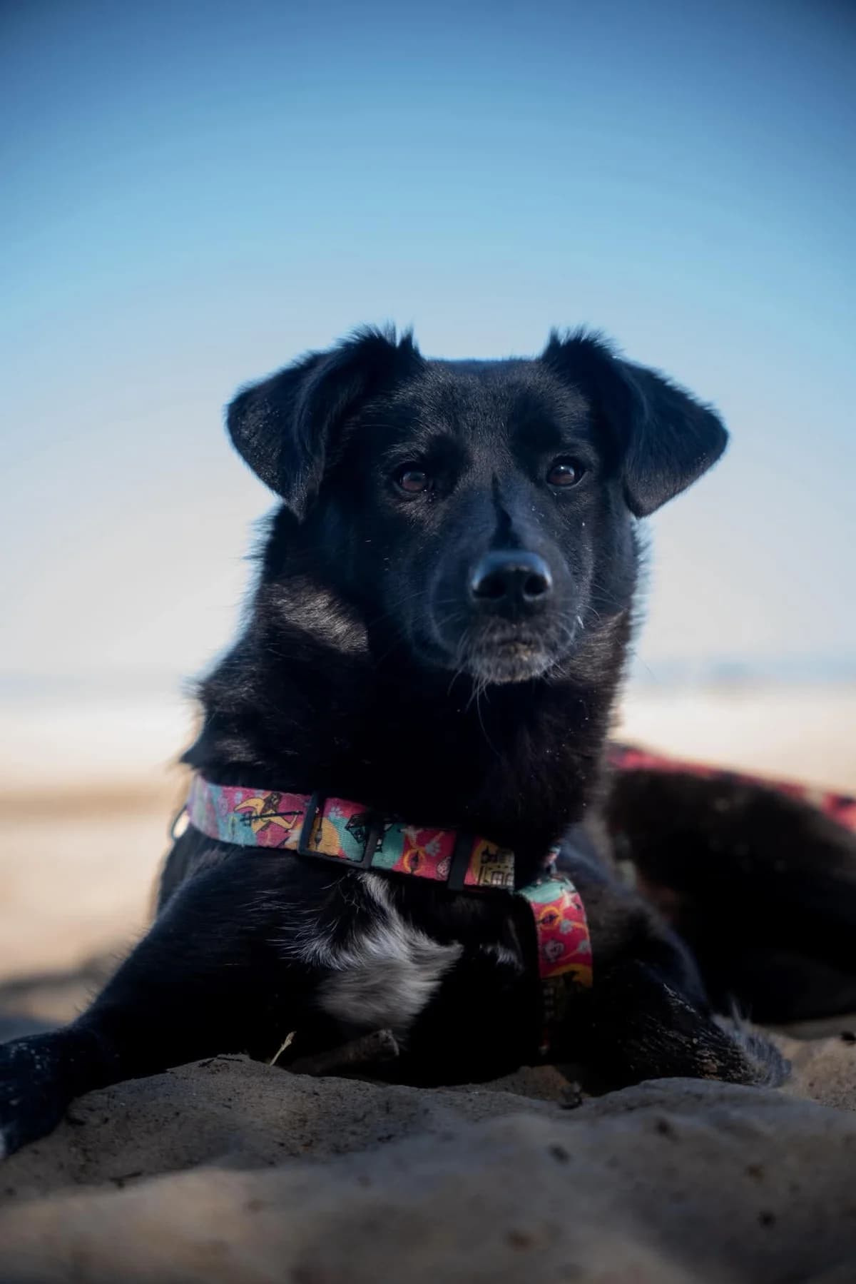 Janka, female young Mixed Breed for adoption at Fundacja Judyta dla Psiego Losu