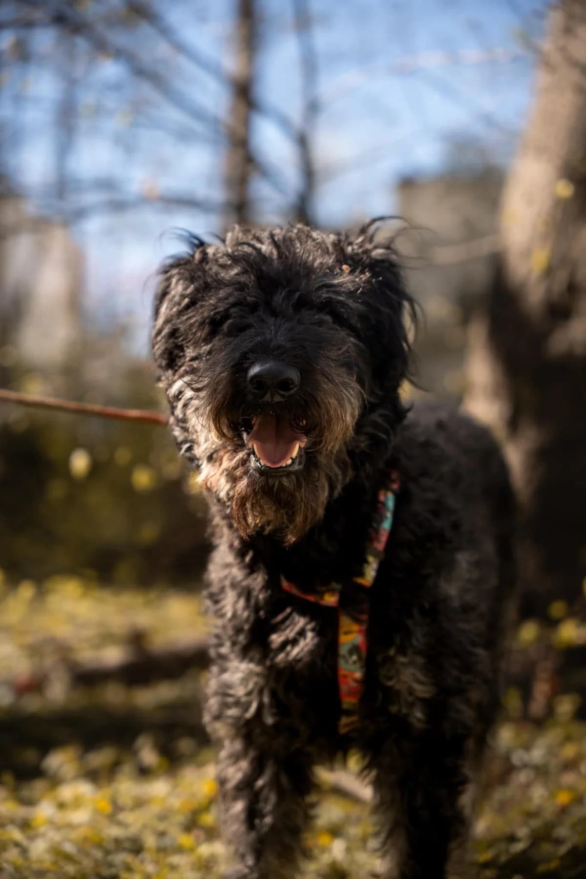 Marley, male 3yo Mixed Breed for adoption at Fundacja Judyta dla Psiego Losu