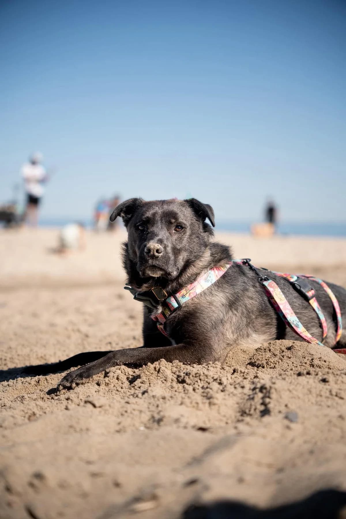 Tony, male 4yo Mixed Breed for adoption at Fundacja Judyta dla Psiego Losu