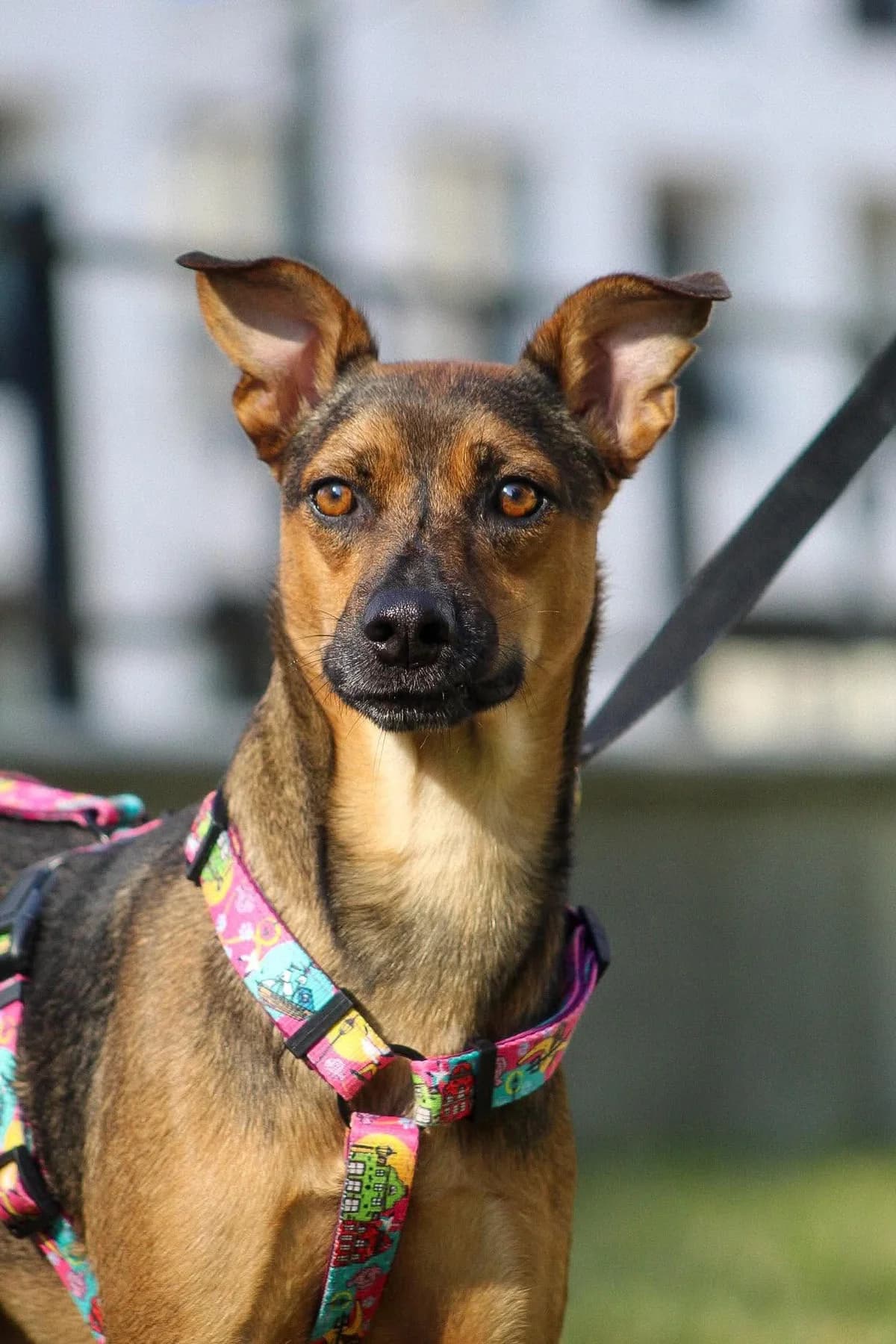 Laluś, male 4yo Mixed Breed for adoption at Fundacja Judyta dla Psiego Losu