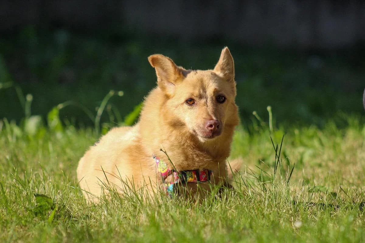 Jasna, female senior Mixed Breed for adoption at Fundacja Judyta dla Psiego Losu