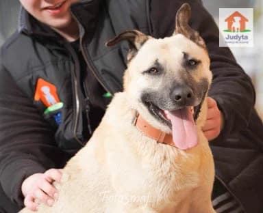 Elvis, male Mixed Breed for adoption at Fundacja Judyta dla Psiego Losu