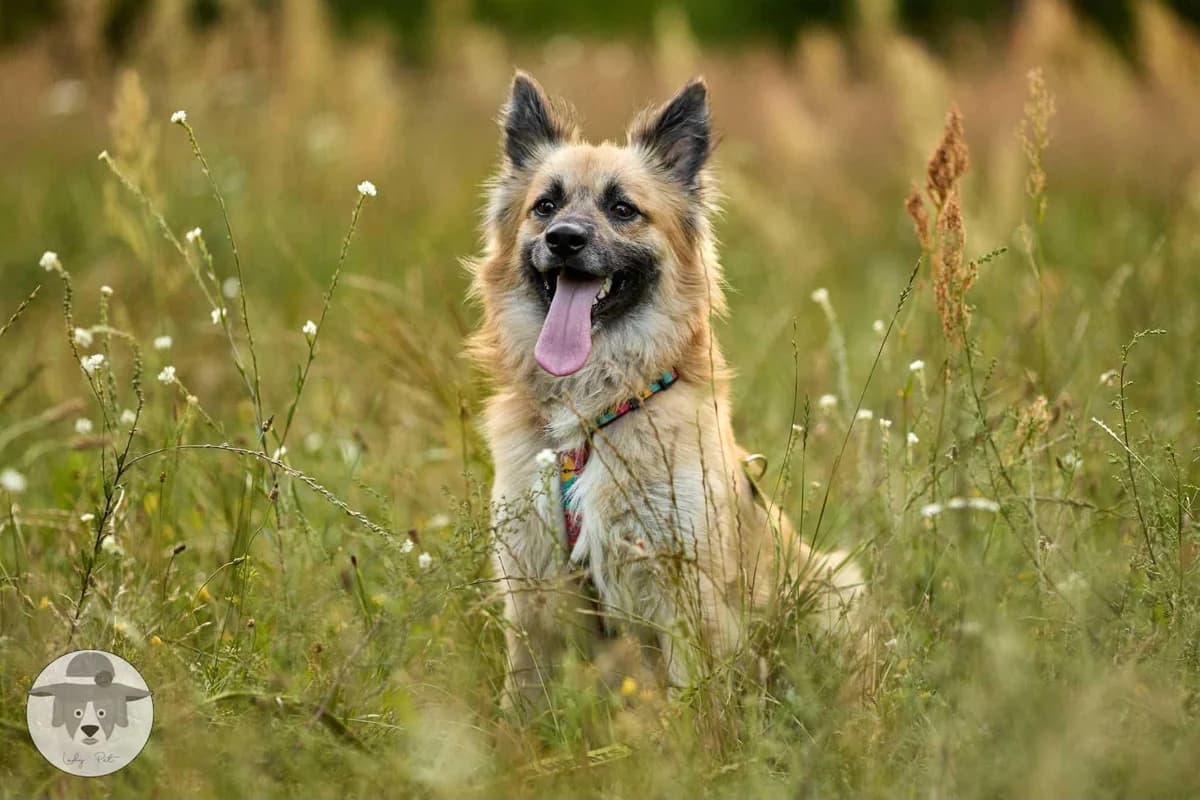 Pikachu, male young Mixed Breed for adoption at Fundacja Judyta dla Psiego Losu