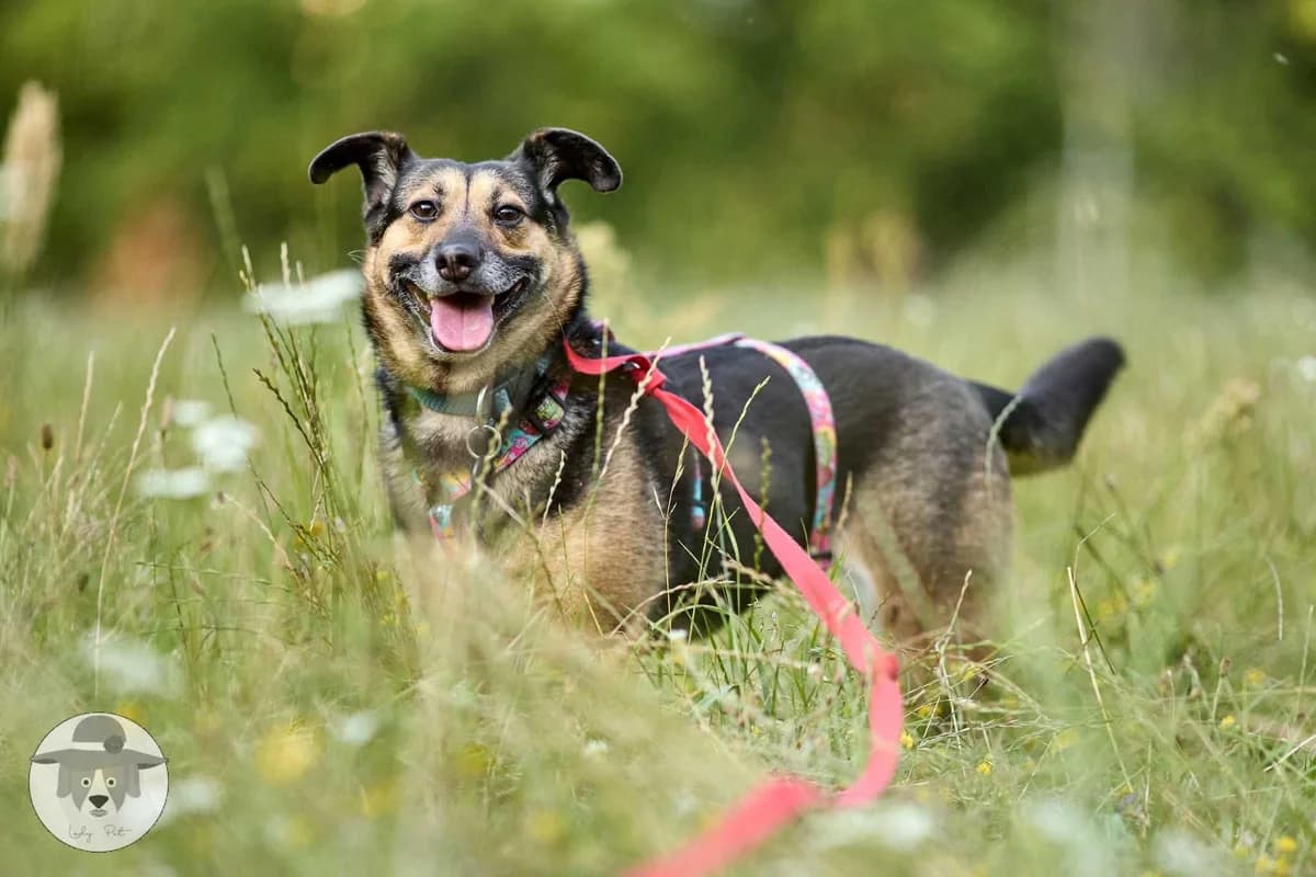 Paola, female 4yo Mixed Breed for adoption at Fundacja Judyta dla Psiego Losu