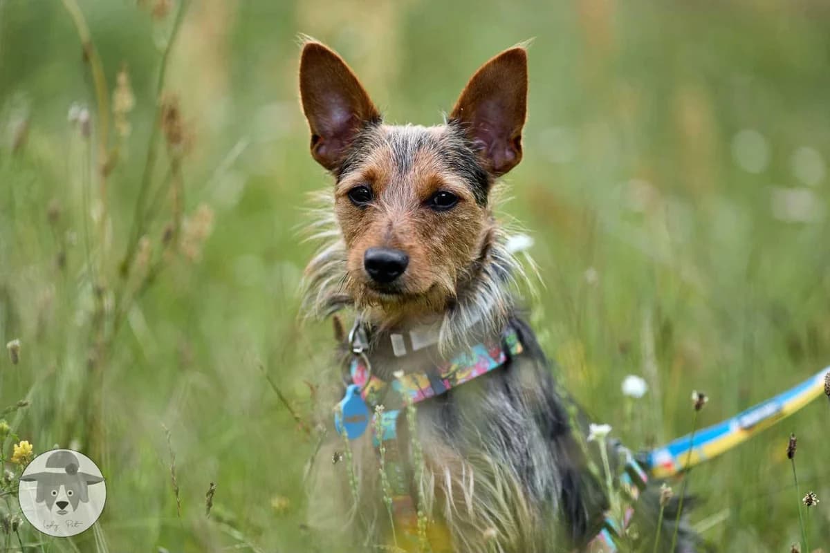 Loki, male 3yo Mixed Breed for adoption at Fundacja Judyta dla Psiego Losu