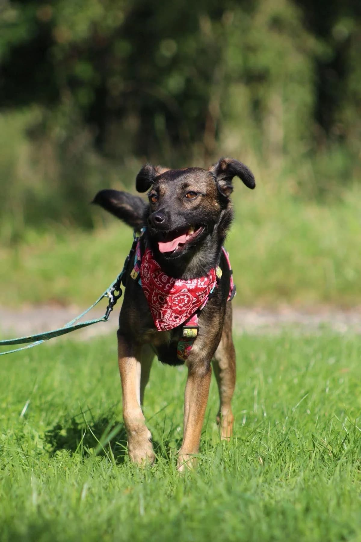 Amarena, female young Mixed Breed for adoption at Fundacja Judyta dla Psiego Losu