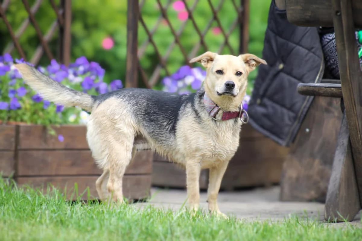 Albinka, female Mixed Breed for adoption at Fundacja Judyta dla Psiego Losu