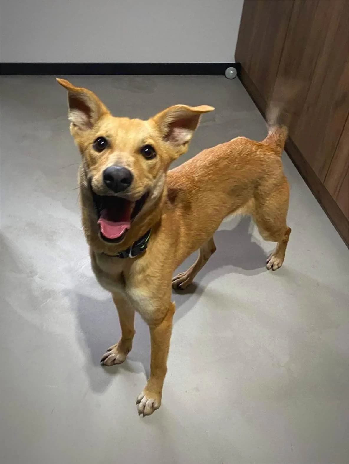 Elza, male Mixed Breed for adoption at Fundacja Judyta dla Psiego Losu