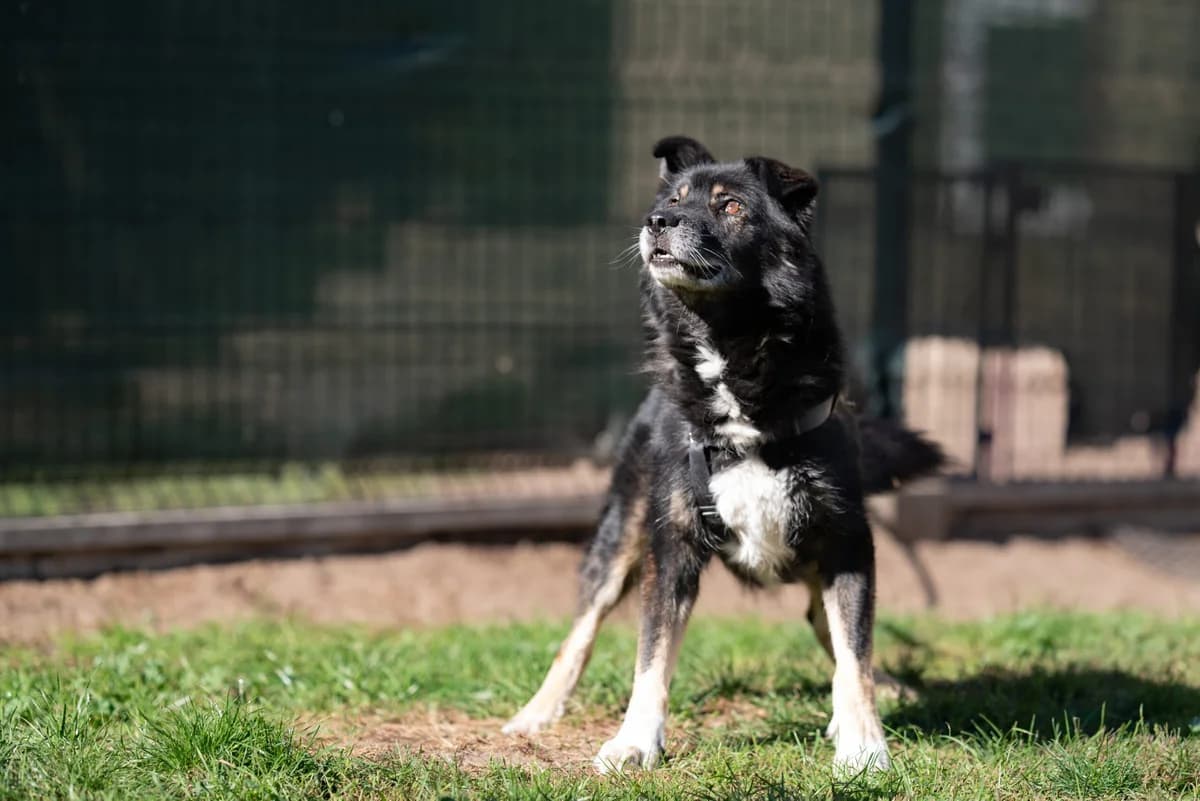 Homer, male Mixed Breed for adoption at Fundacja Judyta dla Psiego Losu
