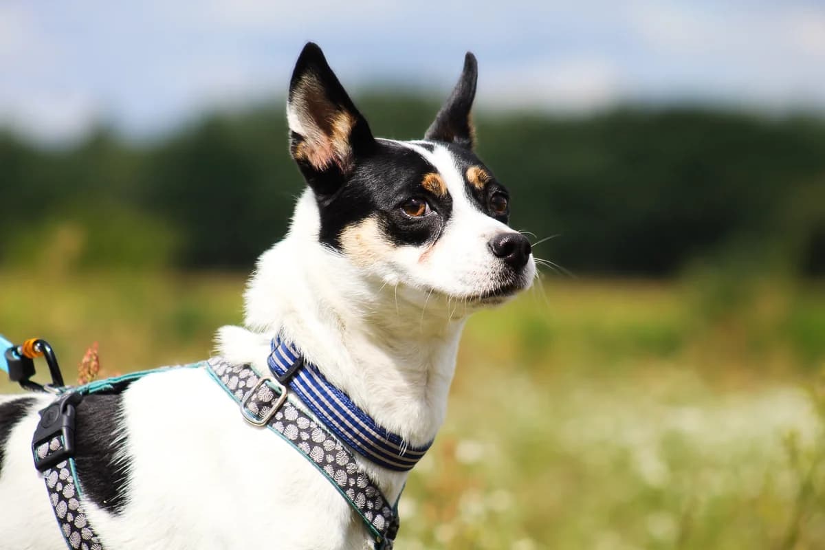 Mak, male Mixed Breed for adoption at Fundacja Judyta dla Psiego Losu