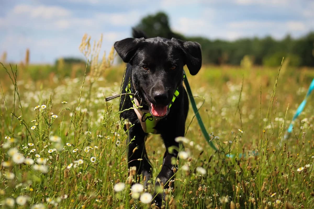 Edi, male Mixed Breed for adoption at Fundacja Judyta dla Psiego Losu