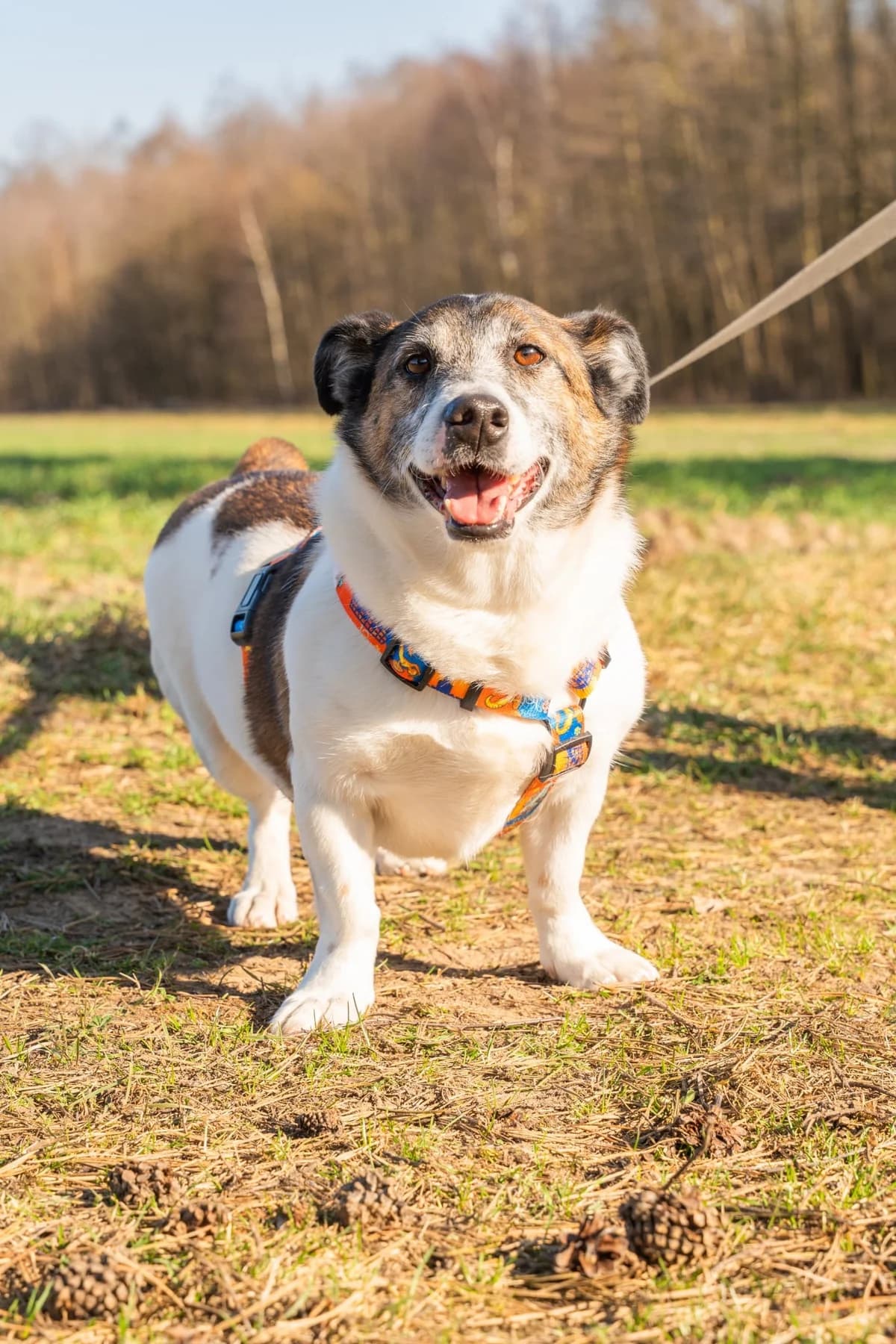 Gazik, male Mixed Breed for adoption at Fundacja Judyta dla Psiego Losu