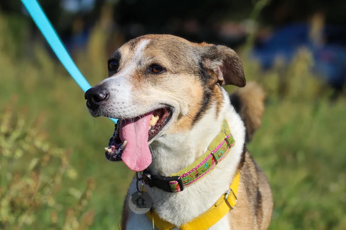 Sami, female Mixed Breed for adoption at Fundacja Judyta dla Psiego Losu