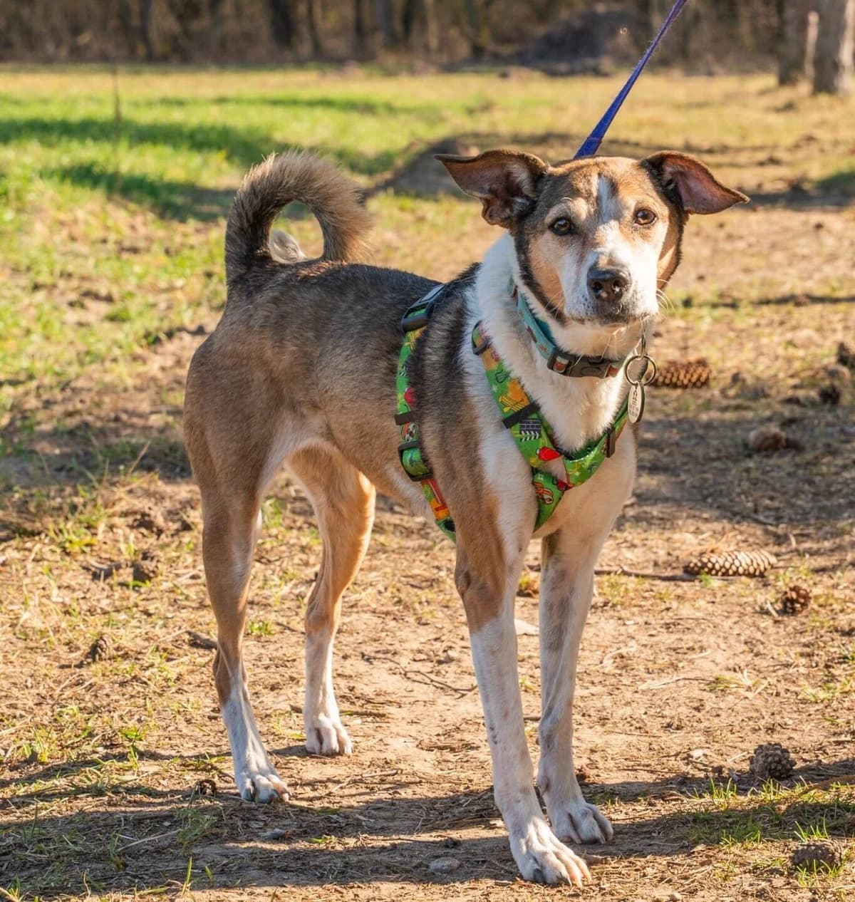 Sami, female 7yo Mixed Breed for adoption at Fundacja Judyta dla Psiego Losu