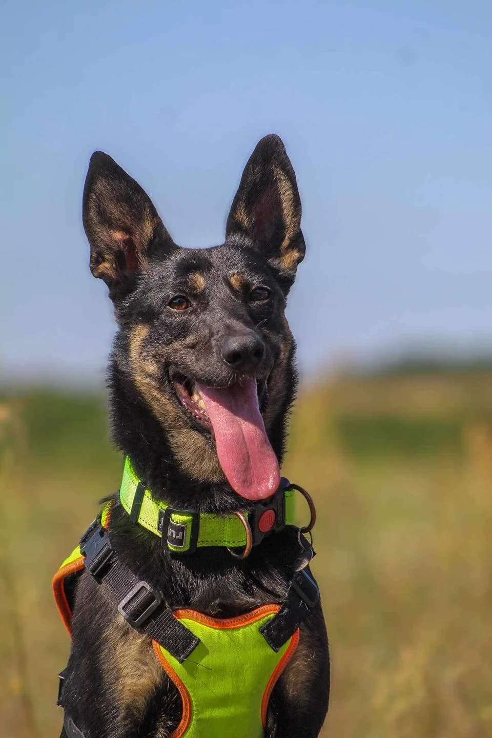 Sky, male Mixed Breed for adoption at Fundacja Judyta dla Psiego Losu