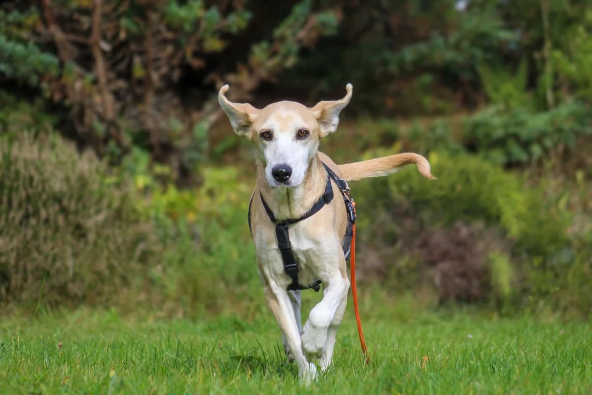 Zuri, female Mixed Breed for adoption at Fundacja Judyta dla Psiego Losu
