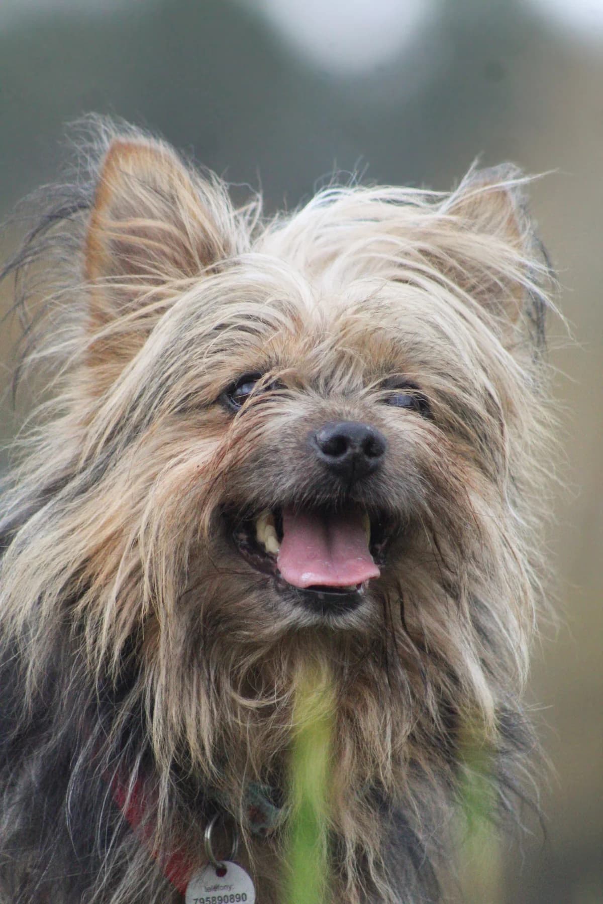 Supełek, female Mixed Breed for adoption at Fundacja Judyta dla Psiego Losu