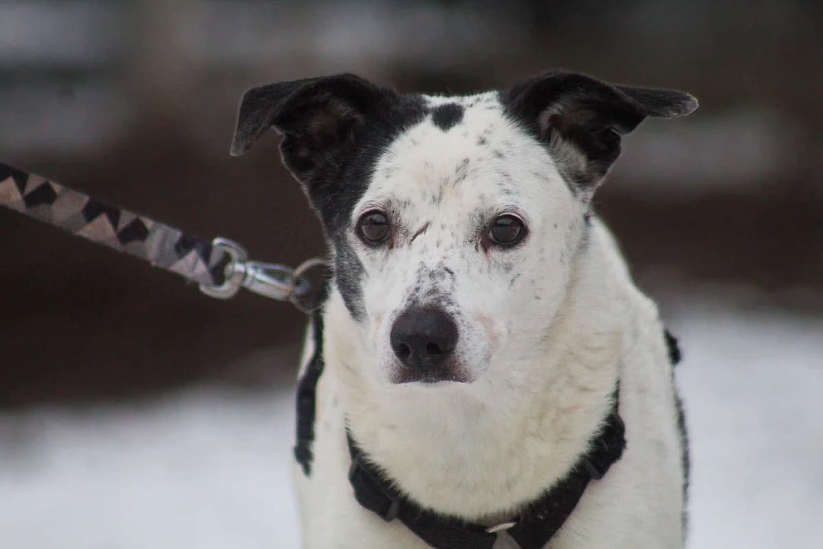 Pixie, female Mixed Breed for adoption at Fundacja Judyta dla Psiego Losu