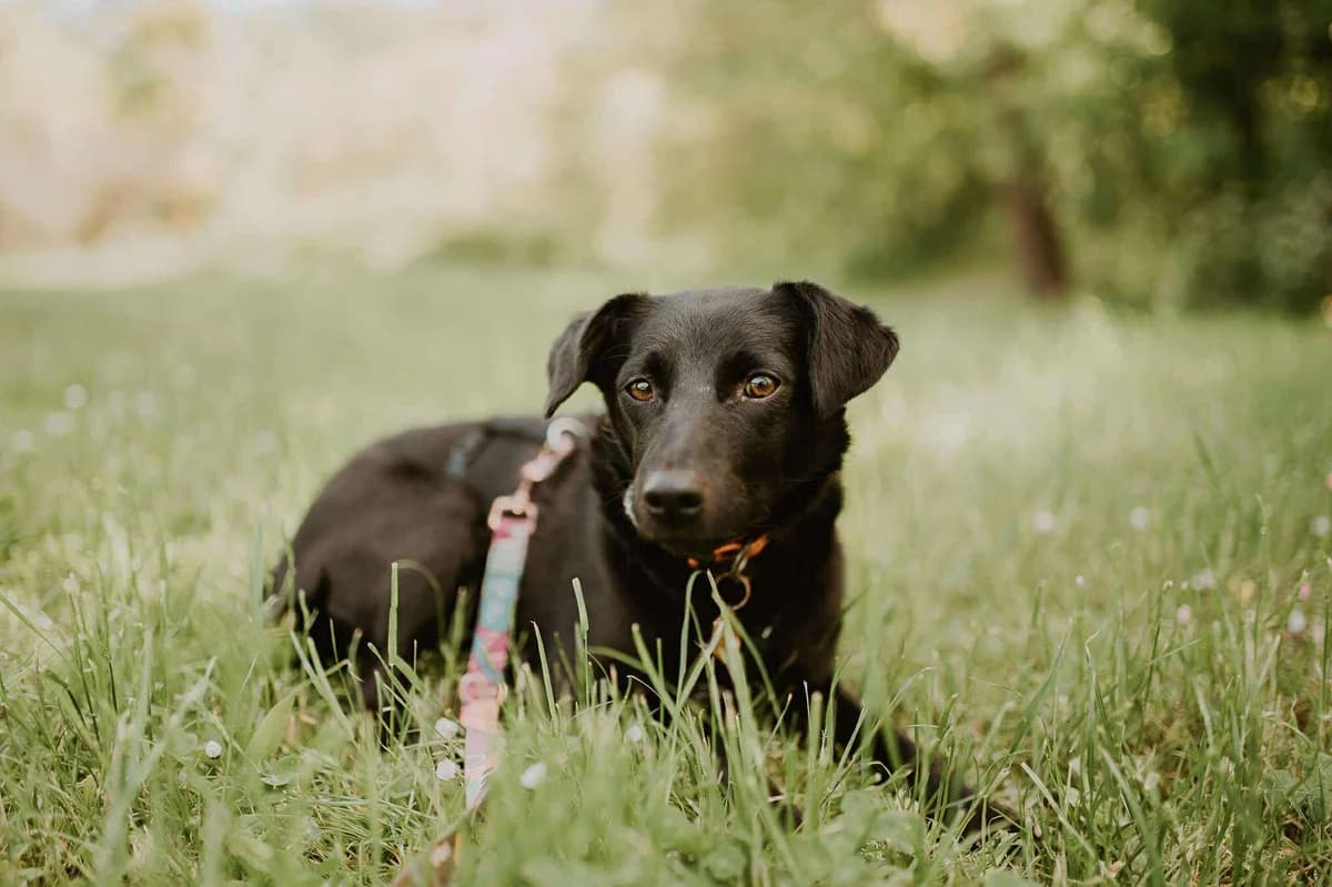 Brenda, female Mixed Breed for adoption at Fundacja Judyta dla Psiego Losu
