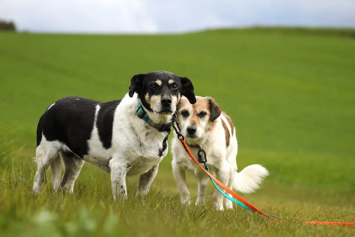 Pinky I Pajk, male Mixed Breed for adoption at Fundacja Judyta dla Psiego Losu