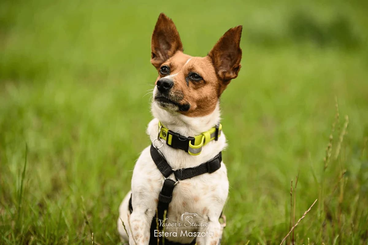 Kika, female Mixed Breed for adoption at Fundacja Judyta dla Psiego Losu