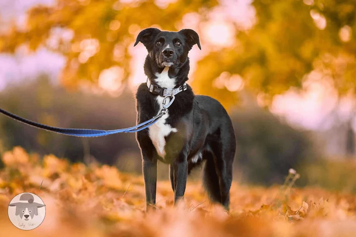 Mati, male Mixed Breed for adoption at Fundacja Judyta dla Psiego Losu