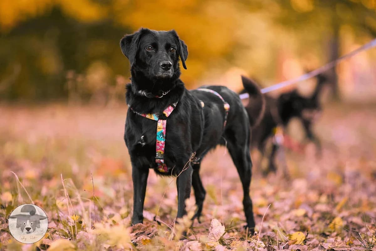 Bojka, female Mixed Breed for adoption at Fundacja Judyta dla Psiego Losu