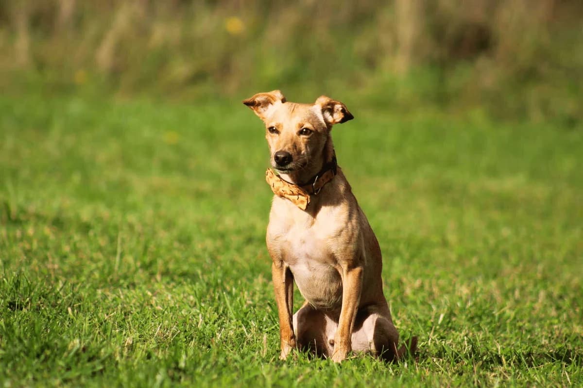 Ori, male Mixed Breed for adoption at Fundacja Judyta dla Psiego Losu