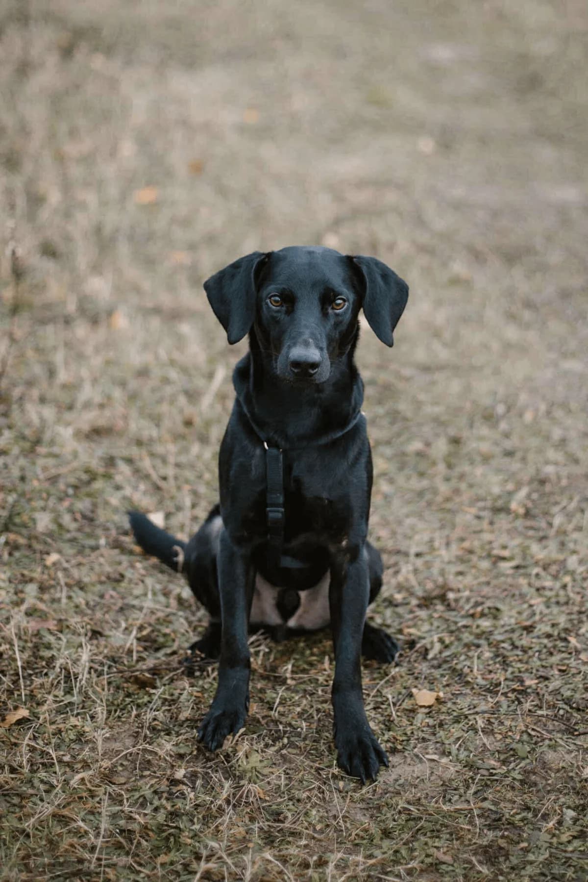 Jager, male Mixed Breed for adoption at Fundacja Judyta dla Psiego Losu