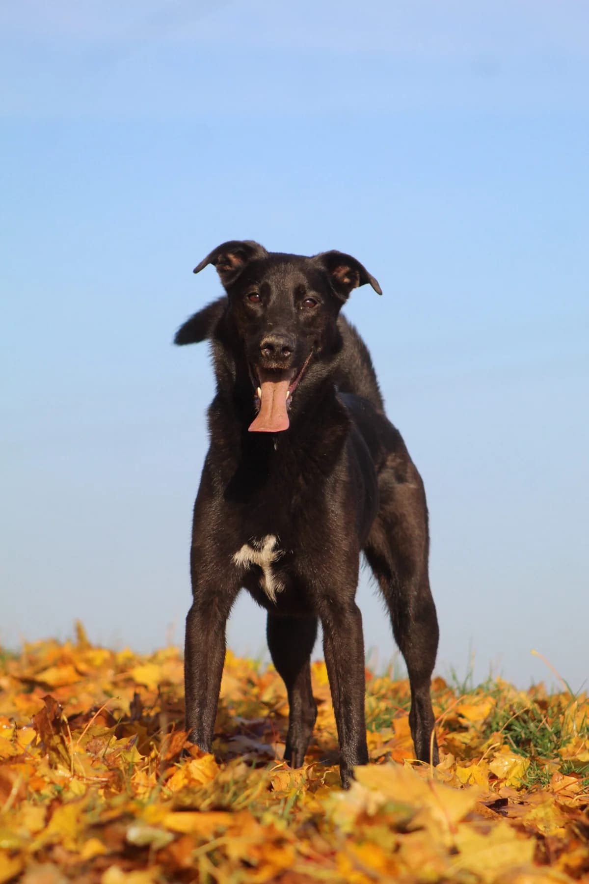 Riko, male Mixed Breed for adoption at Fundacja Judyta dla Psiego Losu