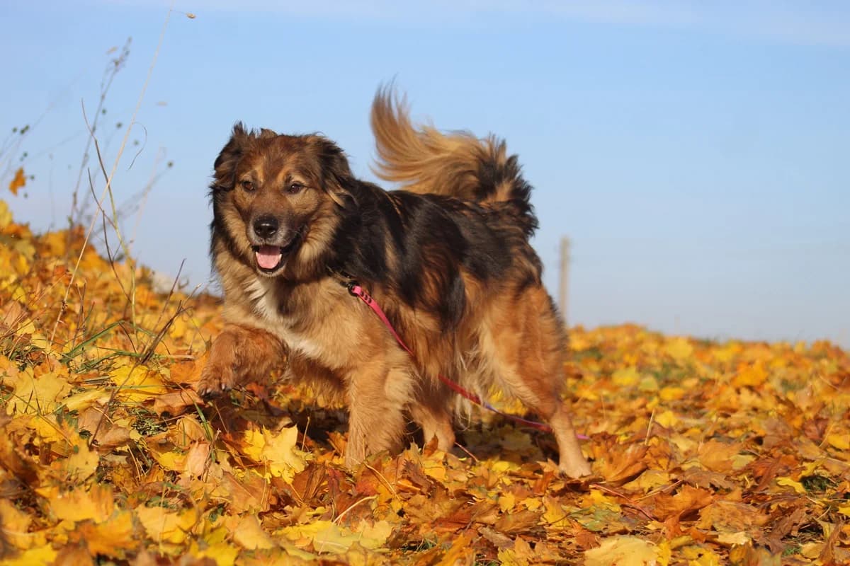 Ślepek, male Mixed Breed for adoption at Fundacja Judyta dla Psiego Losu