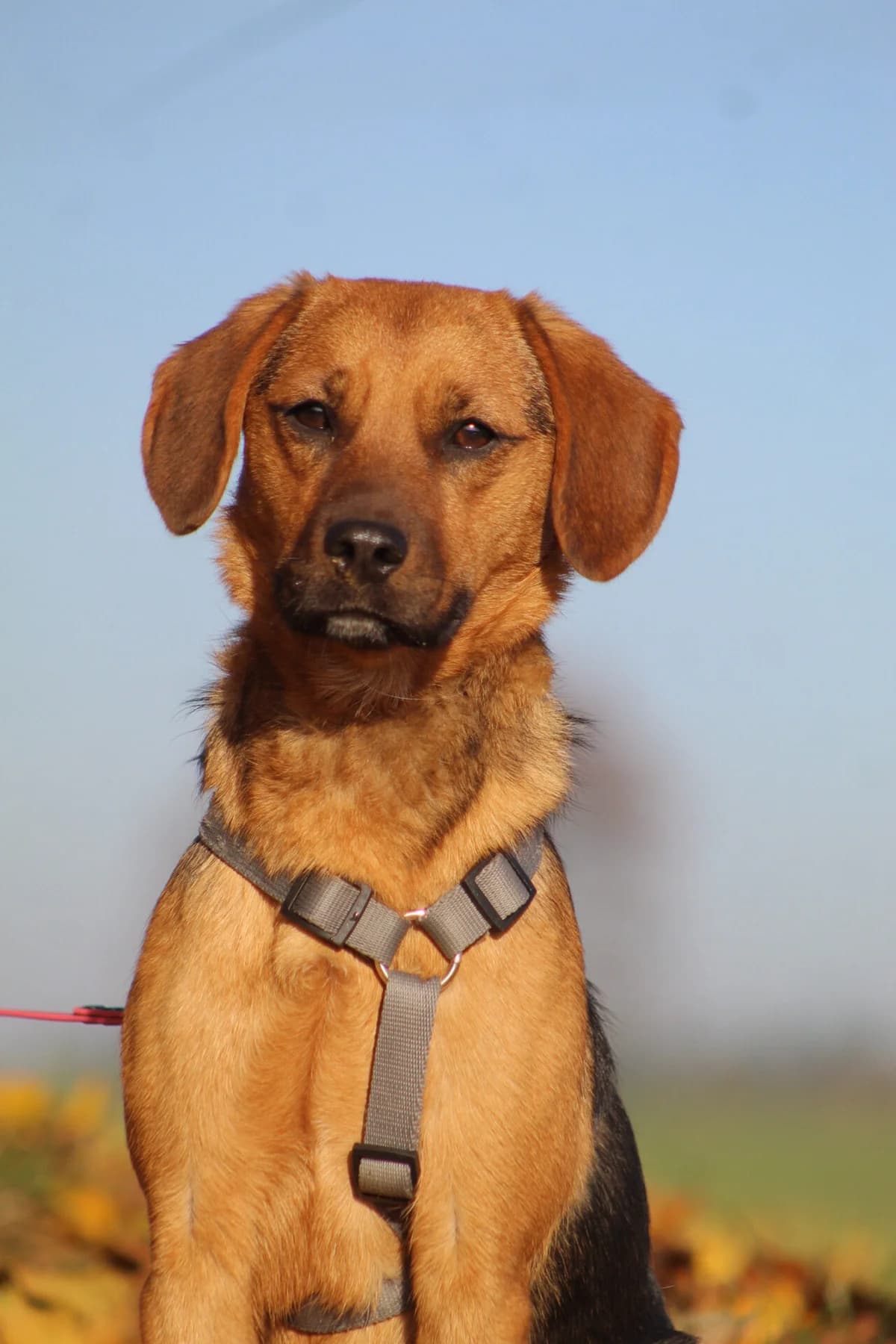Trafik, male Mixed Breed for adoption at Fundacja Judyta dla Psiego Losu