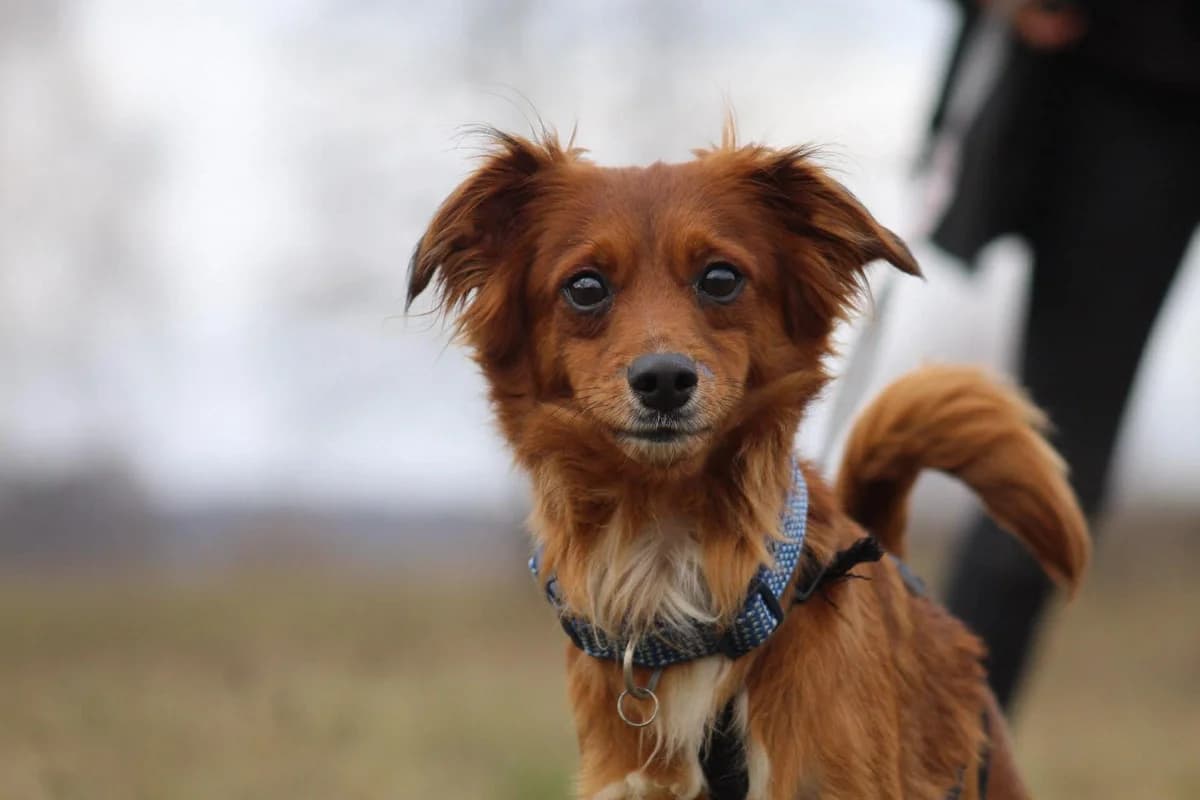 Kazik, male Mixed Breed for adoption at Fundacja Judyta dla Psiego Losu