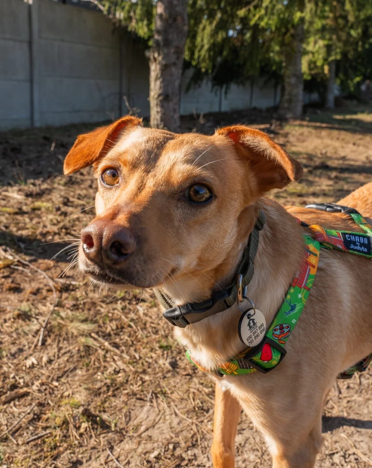 Poo, male Mixed Breed for adoption at Fundacja Judyta dla Psiego Losu