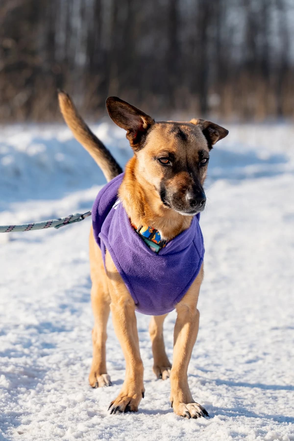 Yoko, female Mixed Breed for adoption at Fundacja Judyta dla Psiego Losu