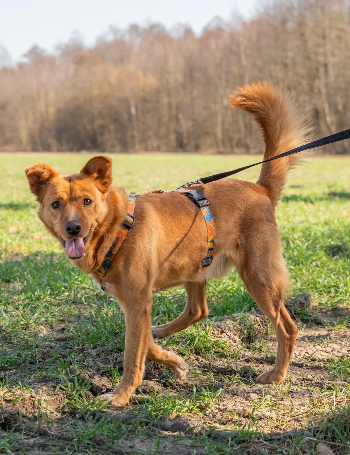Precel, male Mixed Breed for adoption at Fundacja Judyta dla Psiego Losu