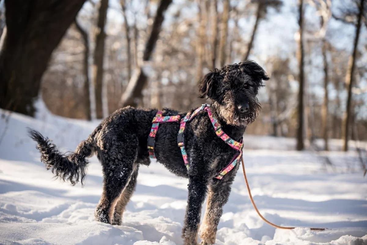 Marley, male Mixed Breed for adoption at Fundacja Judyta dla Psiego Losu