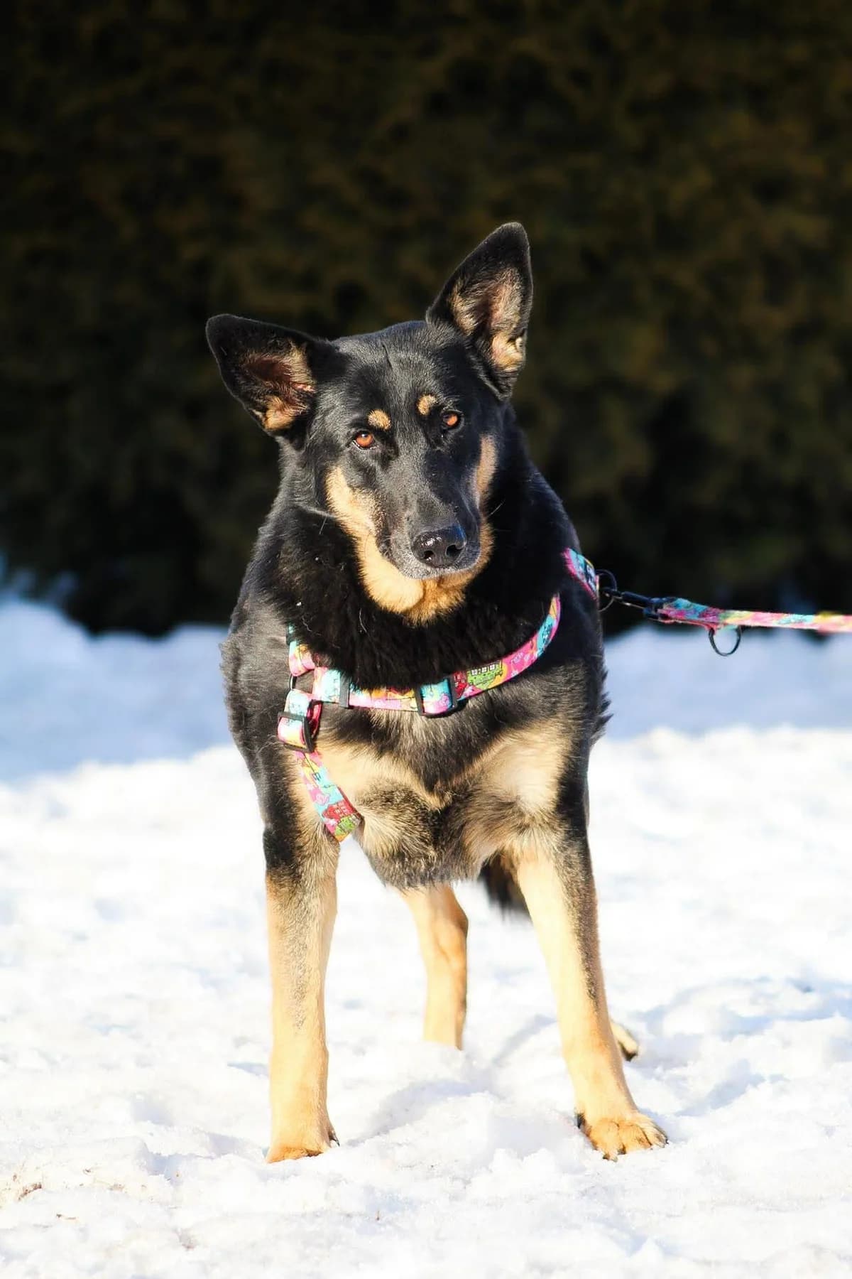 Lala, female Mixed Breed for adoption at Fundacja Judyta dla Psiego Losu