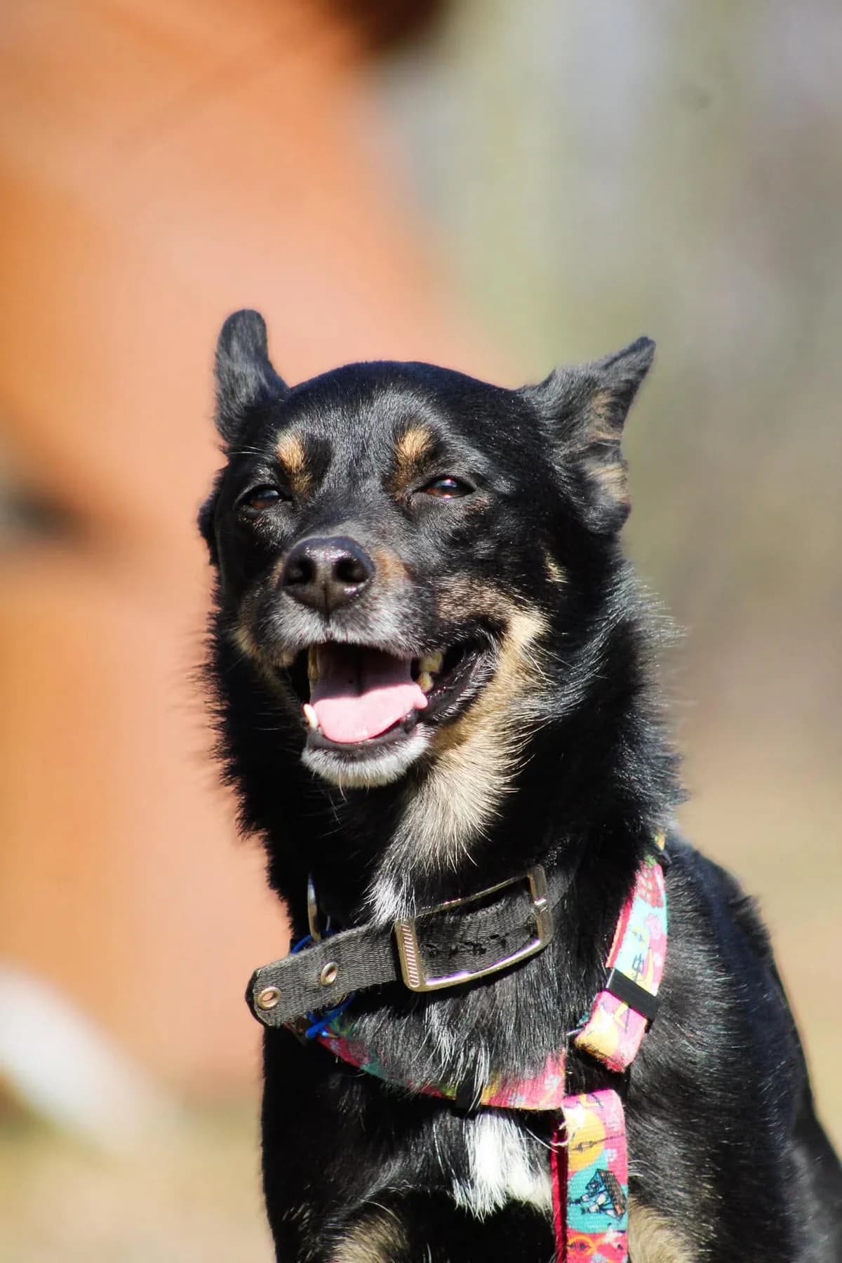 Chase, male Mixed Breed for adoption at Fundacja Judyta dla Psiego Losu