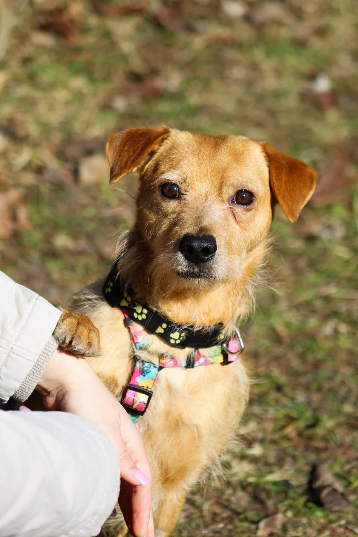 Ron, female young Mixed Breed for adoption at Fundacja Judyta dla Psiego Losu