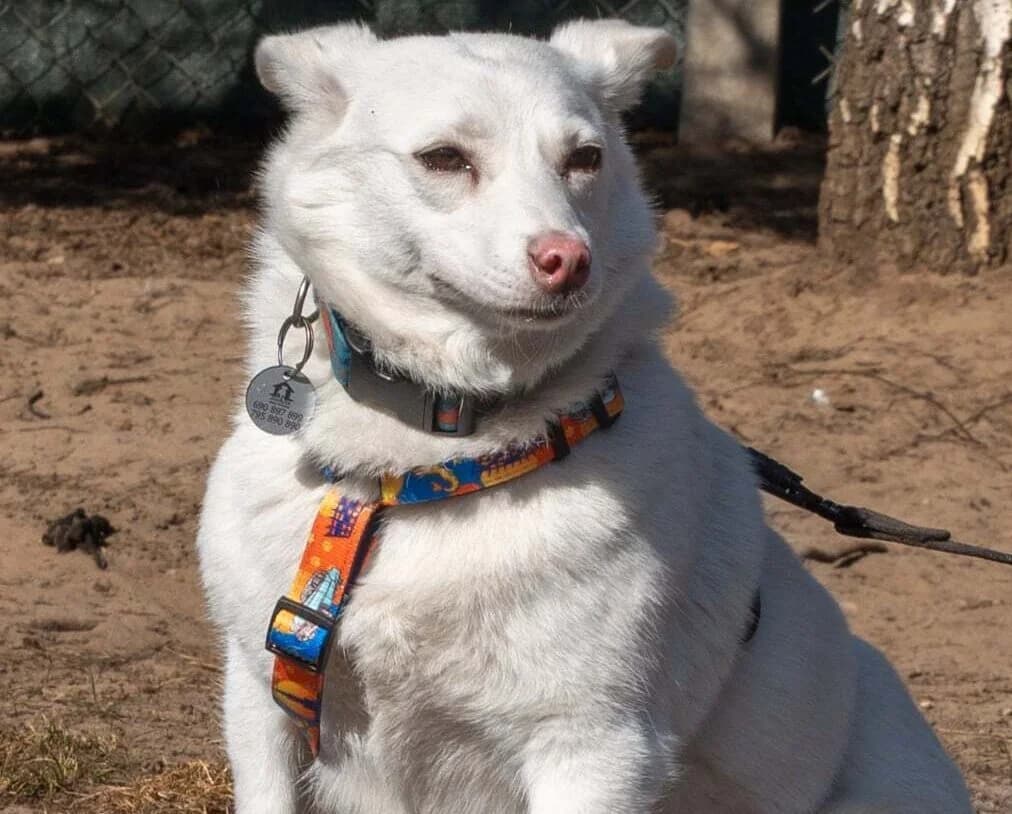 Asteria, female Mixed Breed for adoption at Fundacja Judyta dla Psiego Losu