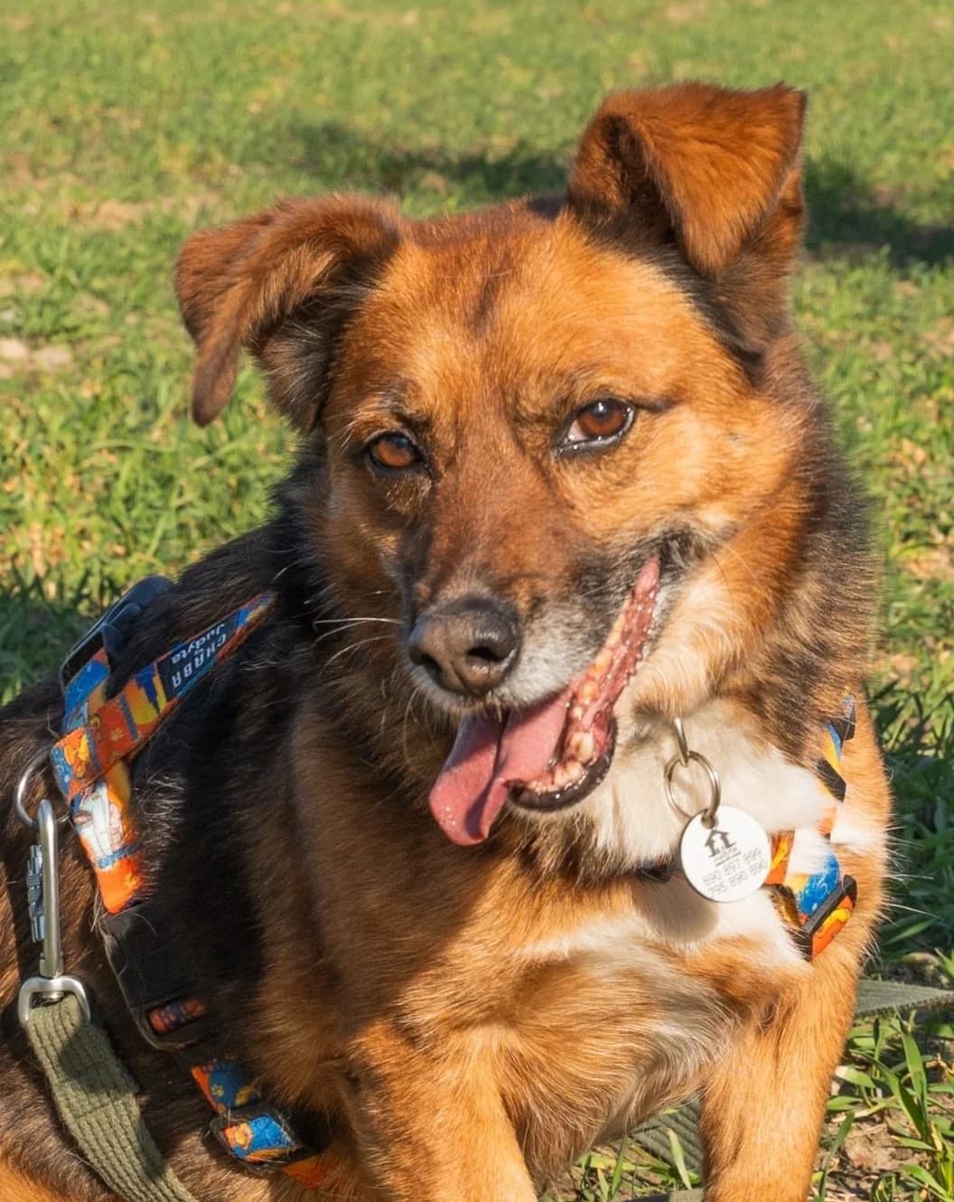 Misia, female 7yo Mixed Breed for adoption at Fundacja Judyta dla Psiego Losu