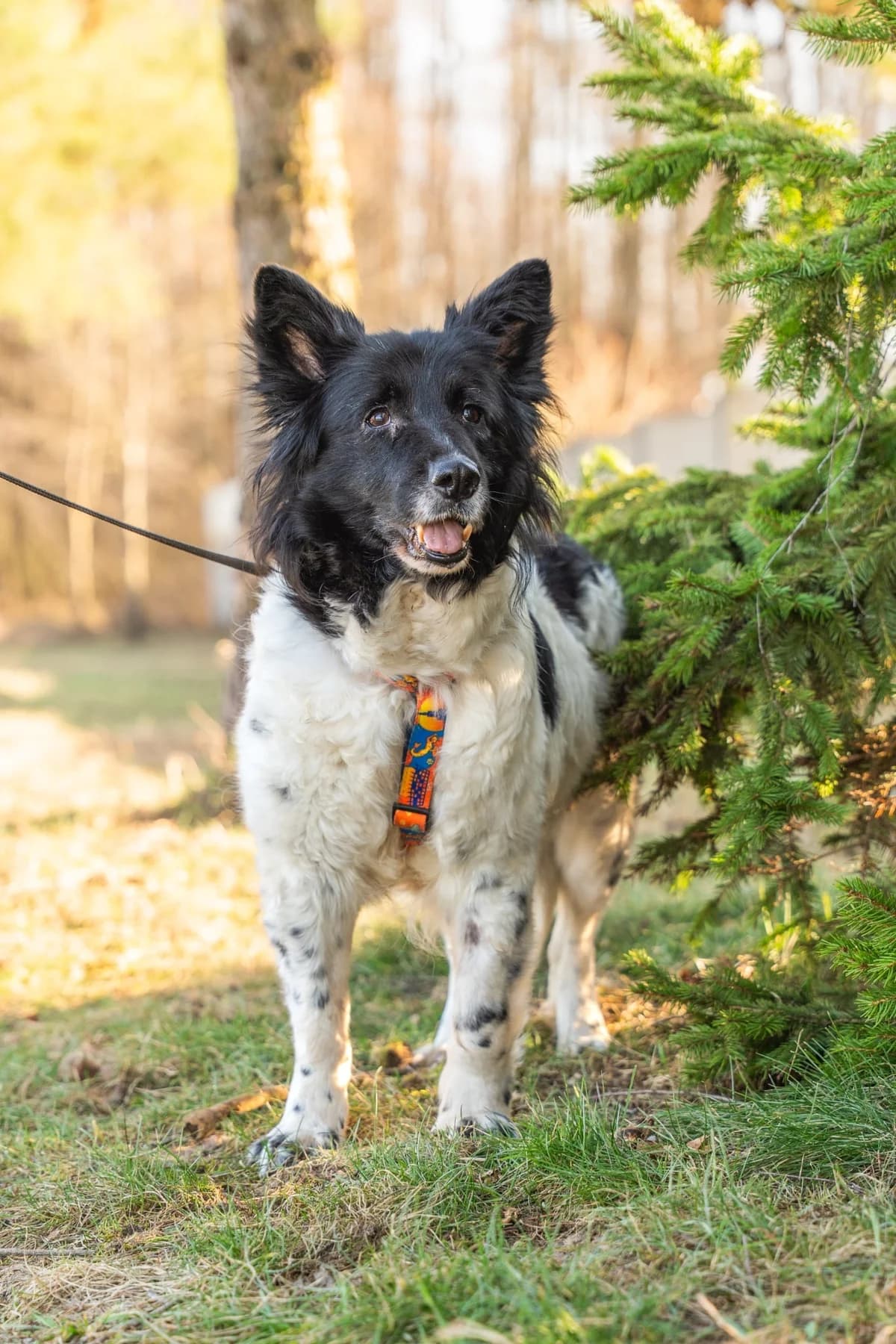 Niezapominajka, female Mixed Breed for adoption at Fundacja Judyta dla Psiego Losu