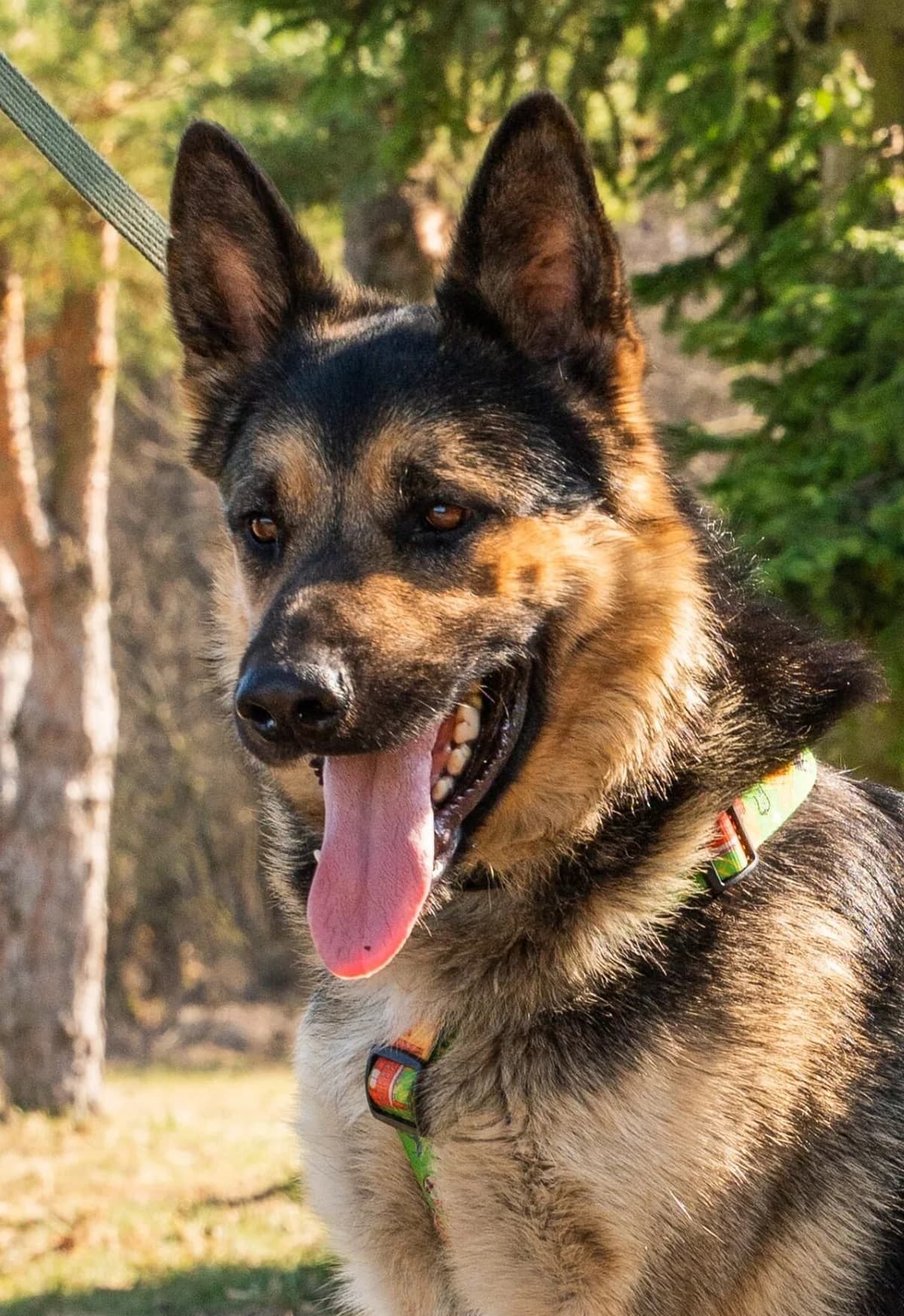 Perun, male Mixed Breed for adoption at Fundacja Judyta dla Psiego Losu