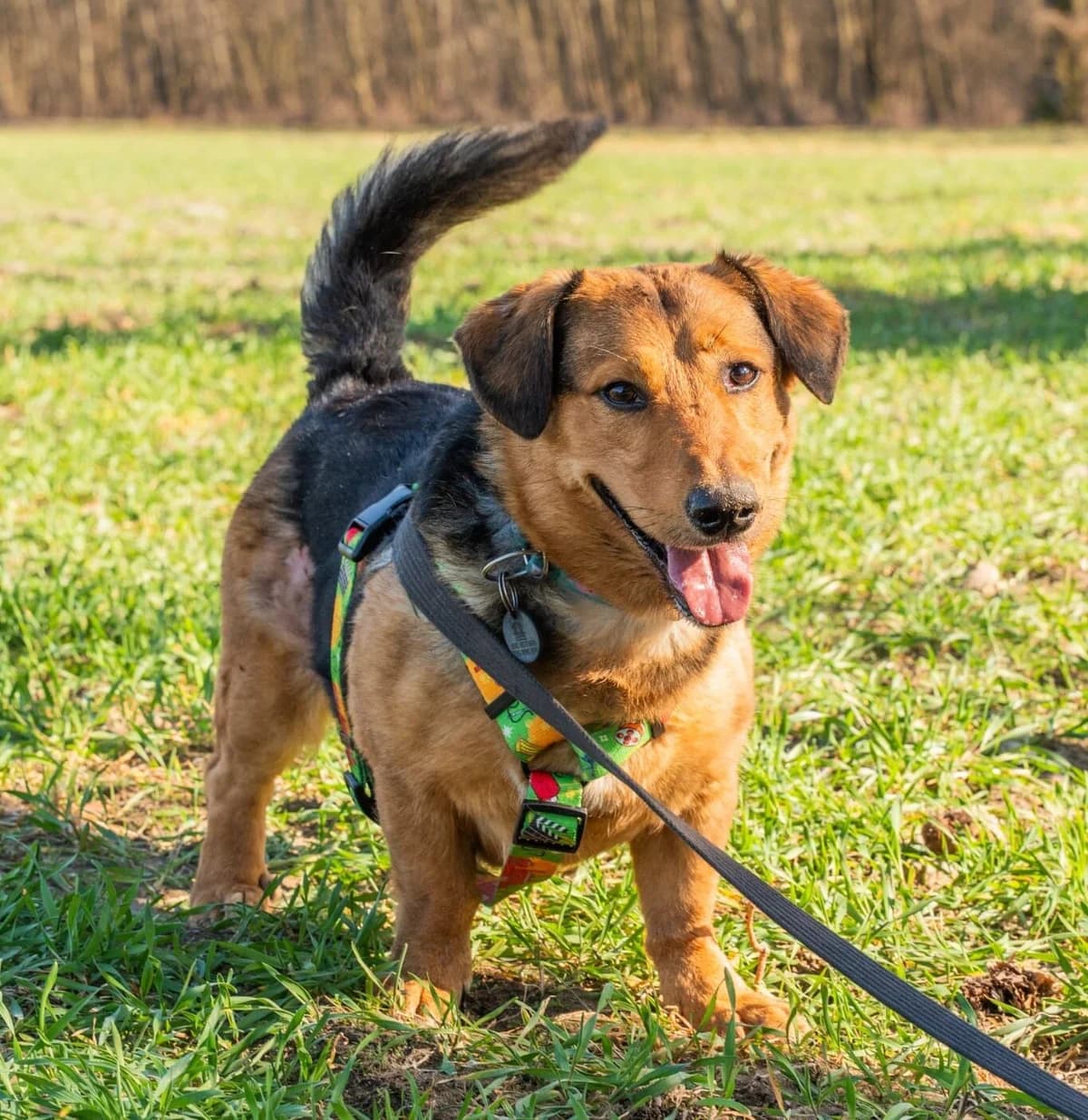 Tito, male Mixed Breed for adoption at Fundacja Judyta dla Psiego Losu