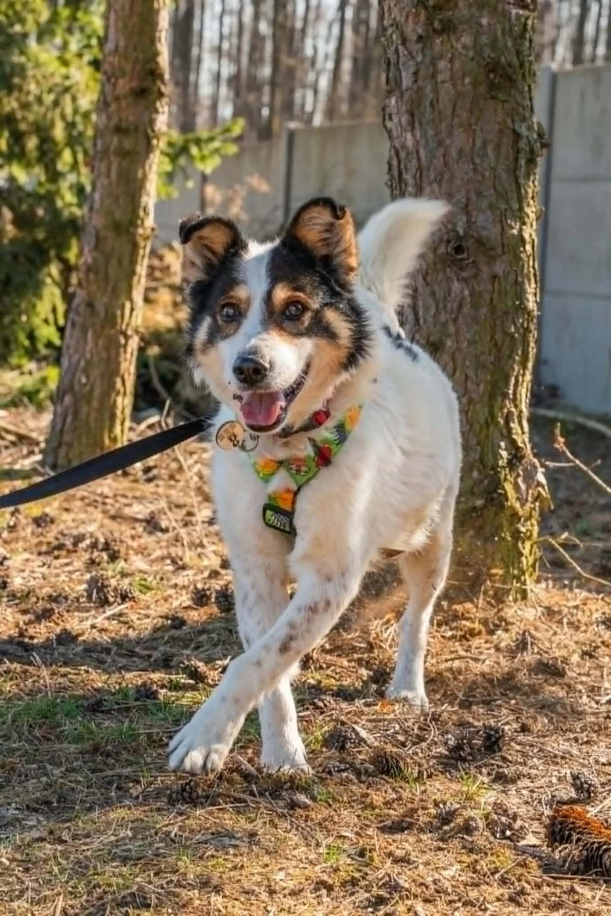 Herold, male Mixed Breed for adoption at Fundacja Judyta dla Psiego Losu