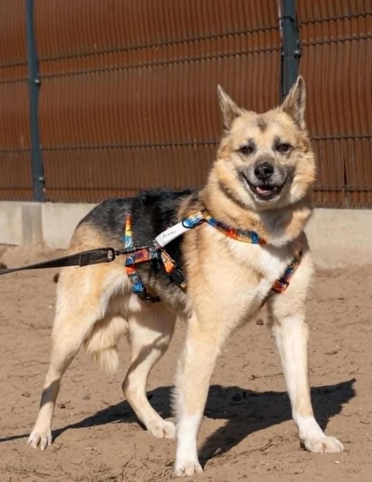 Perses, male Mixed Breed for adoption at Fundacja Judyta dla Psiego Losu