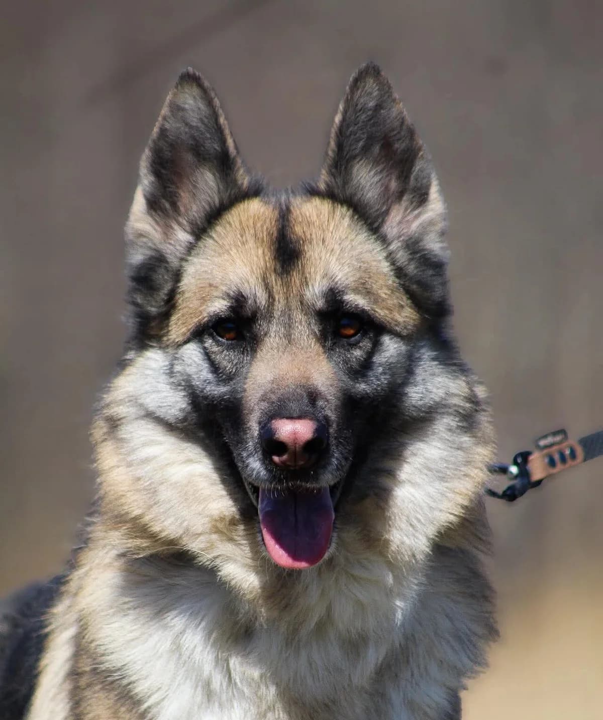 Churan, female 3yo Mixed Breed for adoption at Fundacja Judyta dla Psiego Losu